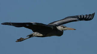 Grey Heron