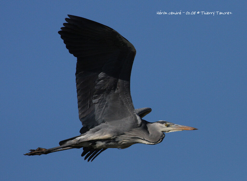 Grey Heron