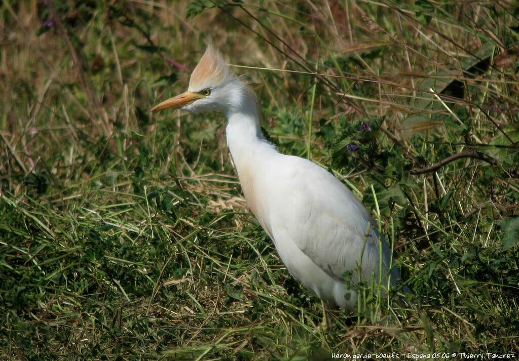 Western Cattle Egret