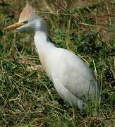 Western Cattle Egret