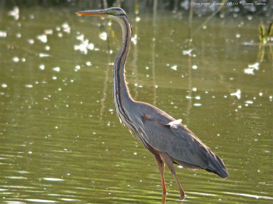 Purple Heron