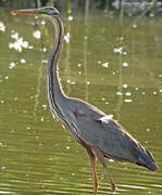 Purple Heron