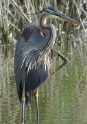 Purple Heron