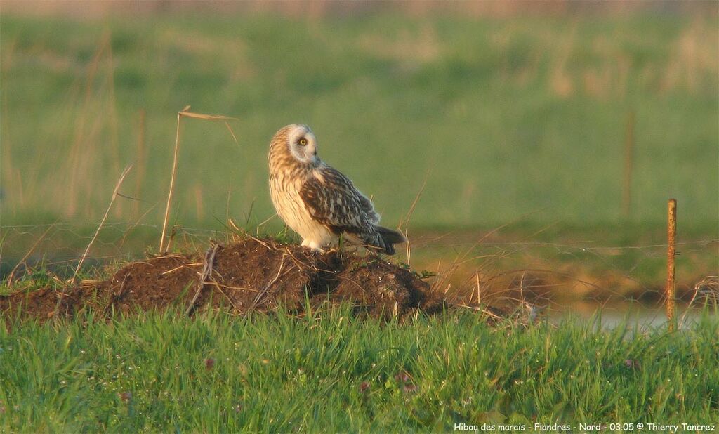 Hibou des marais