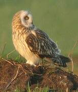 Hibou des marais