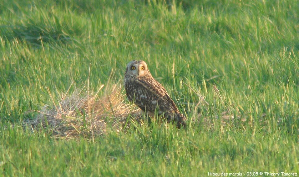 Hibou des marais