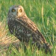 Short-eared Owl