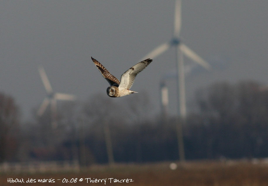 Hibou des marais