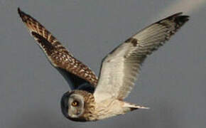 Short-eared Owl