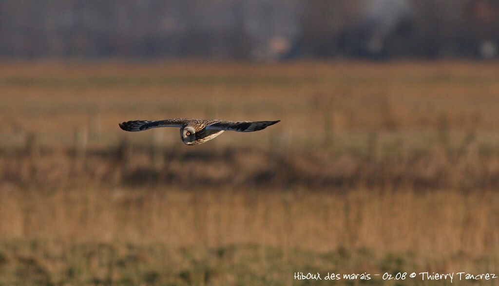 Hibou des marais