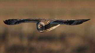 Hibou des marais