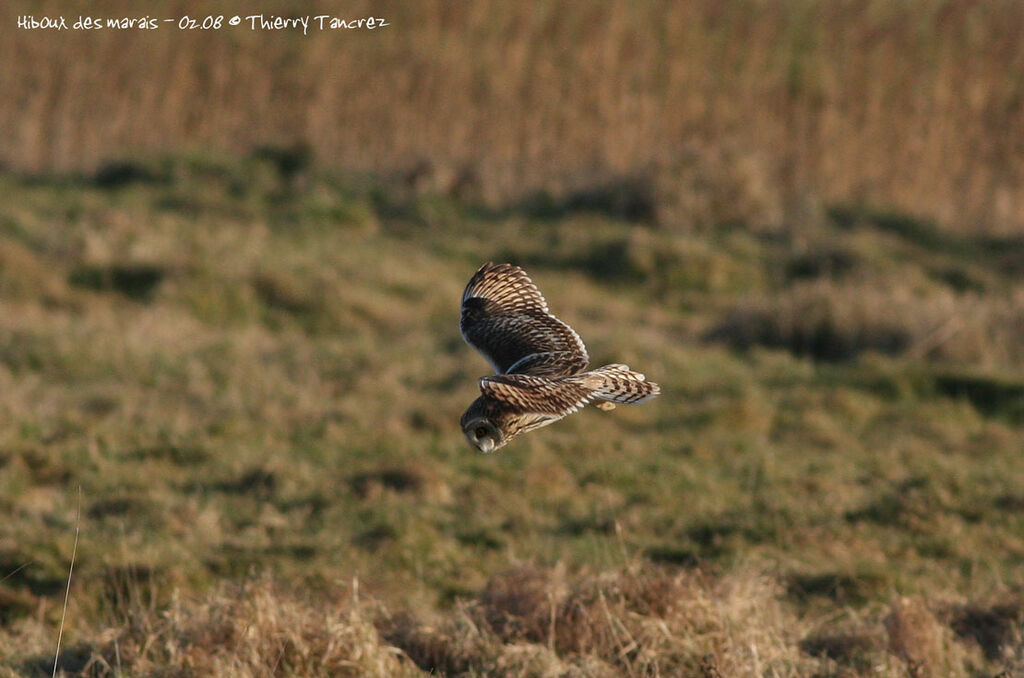 Hibou des marais