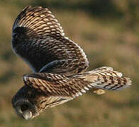 Short-eared Owl