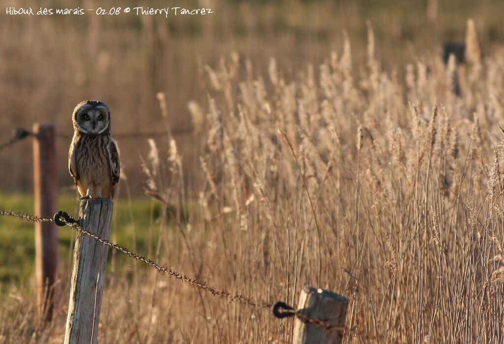 Hibou des marais