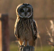 Hibou des marais