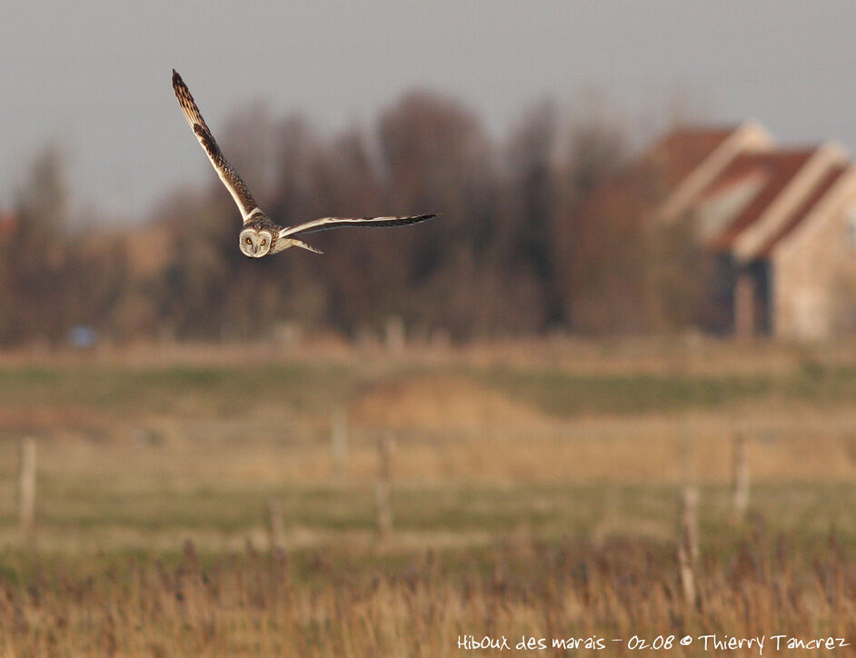 Hibou des marais