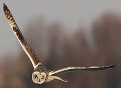 Short-eared Owl