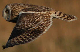 Hibou des marais