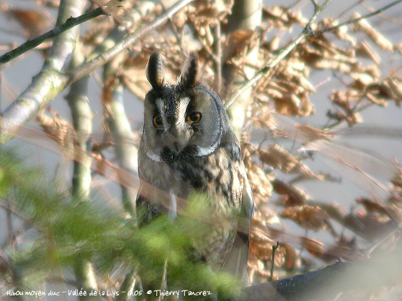 Long-eared Owl