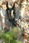 Long-eared Owl