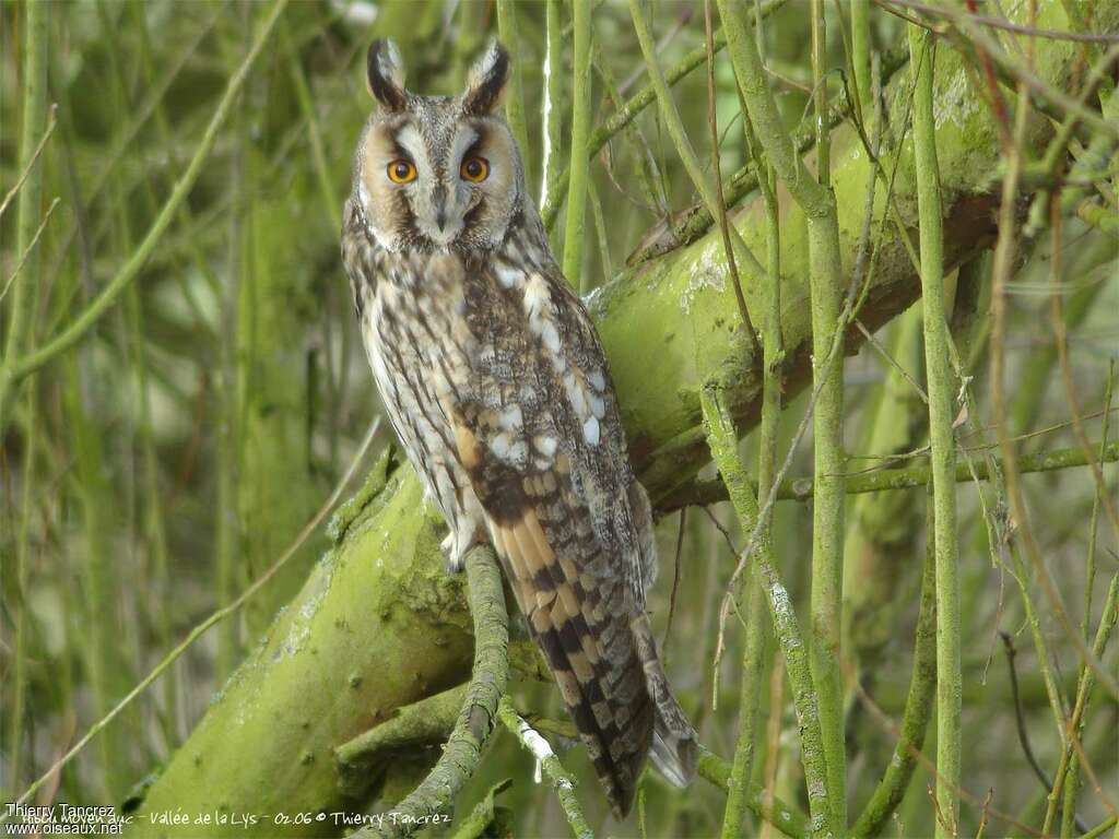 Long-eared Owladult, identification