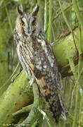 Long-eared Owl