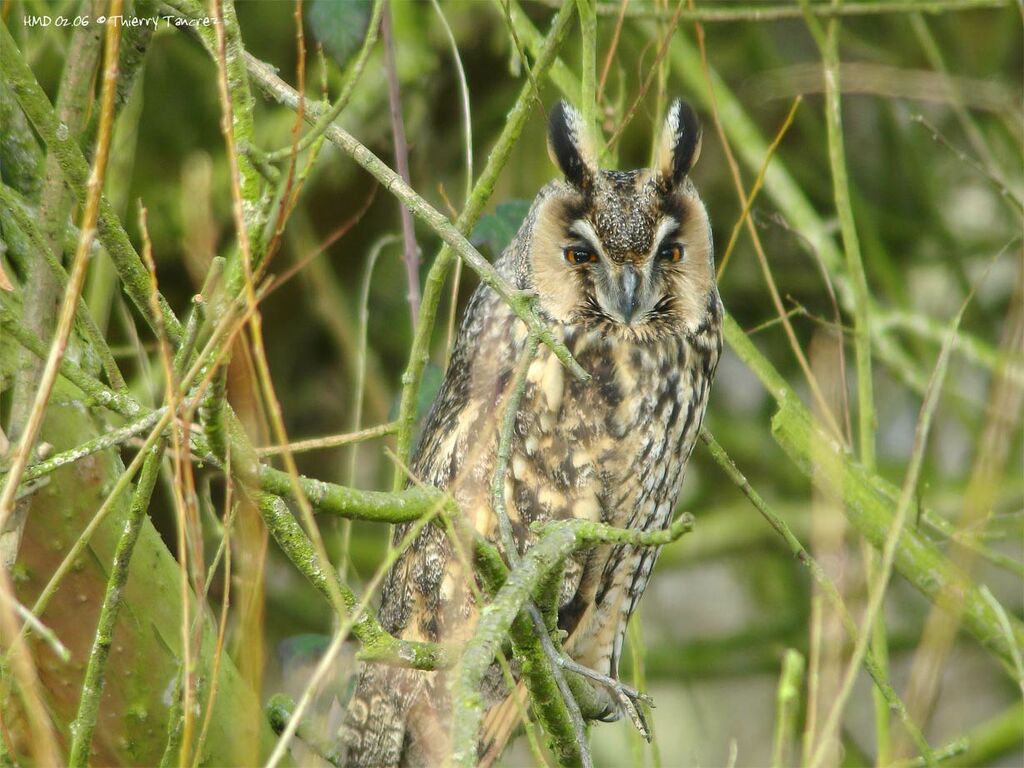 Long-eared Owl