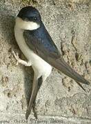 Western House Martin