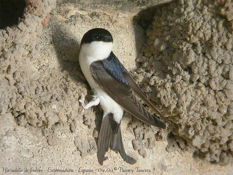 Common House Martin