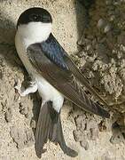 Common House Martin