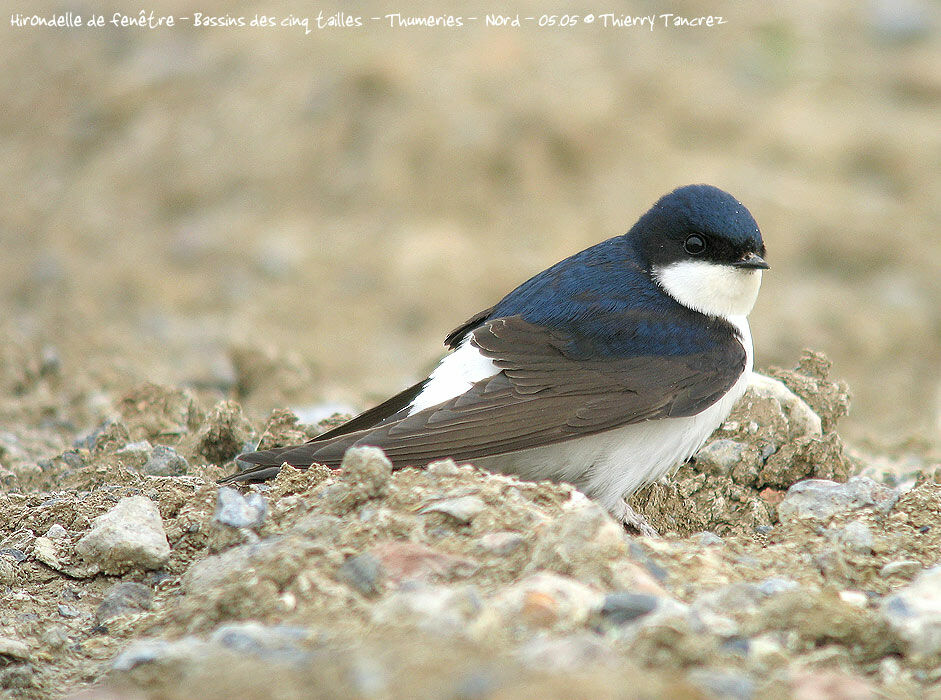 Common House Martin