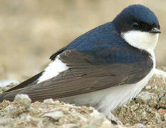 Common House Martin