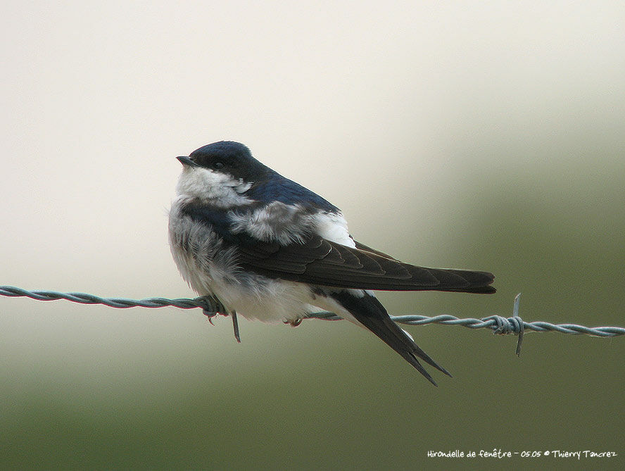 Western House Martin