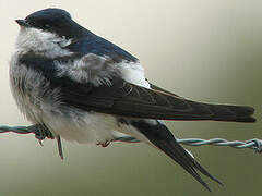 Common House Martin