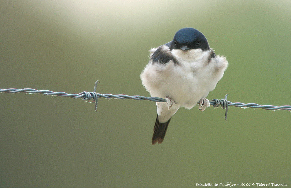 Common House Martin