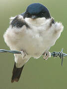 Western House Martin