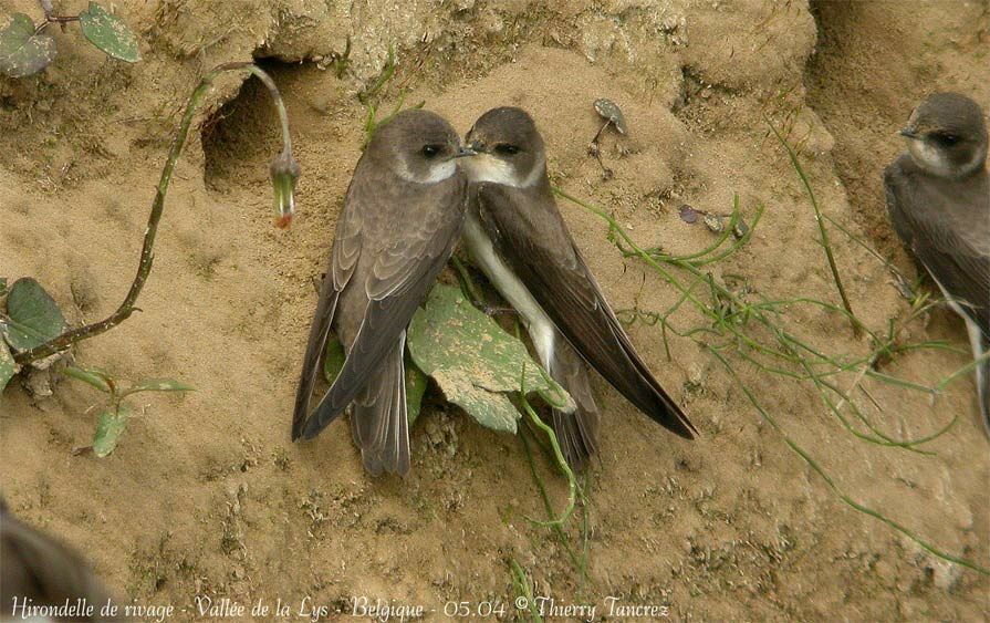 Sand Martin