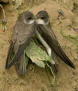 Sand Martin