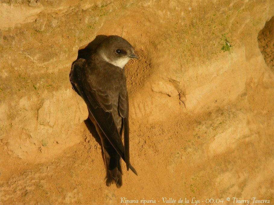 Sand Martin