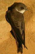 Sand Martin