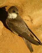 Sand Martin