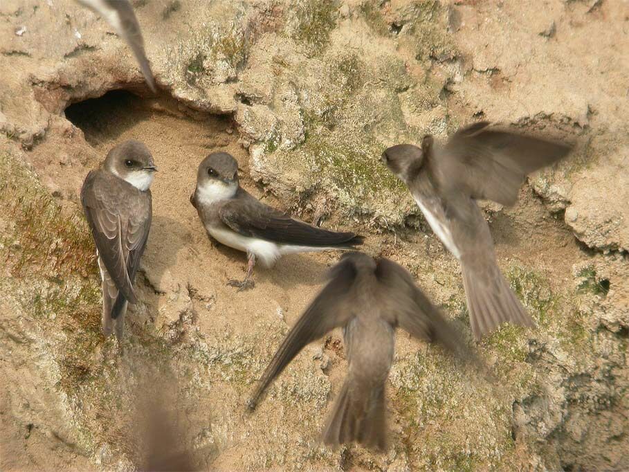 Sand Martin