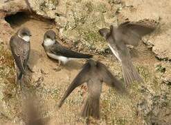 Sand Martin