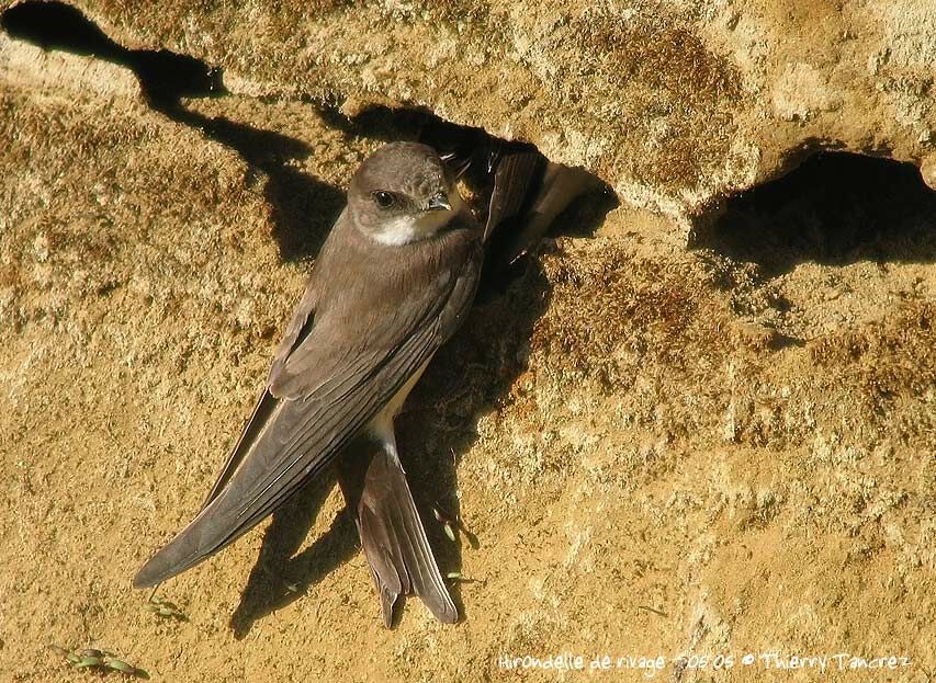 Sand Martin