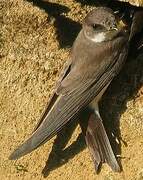 Sand Martin