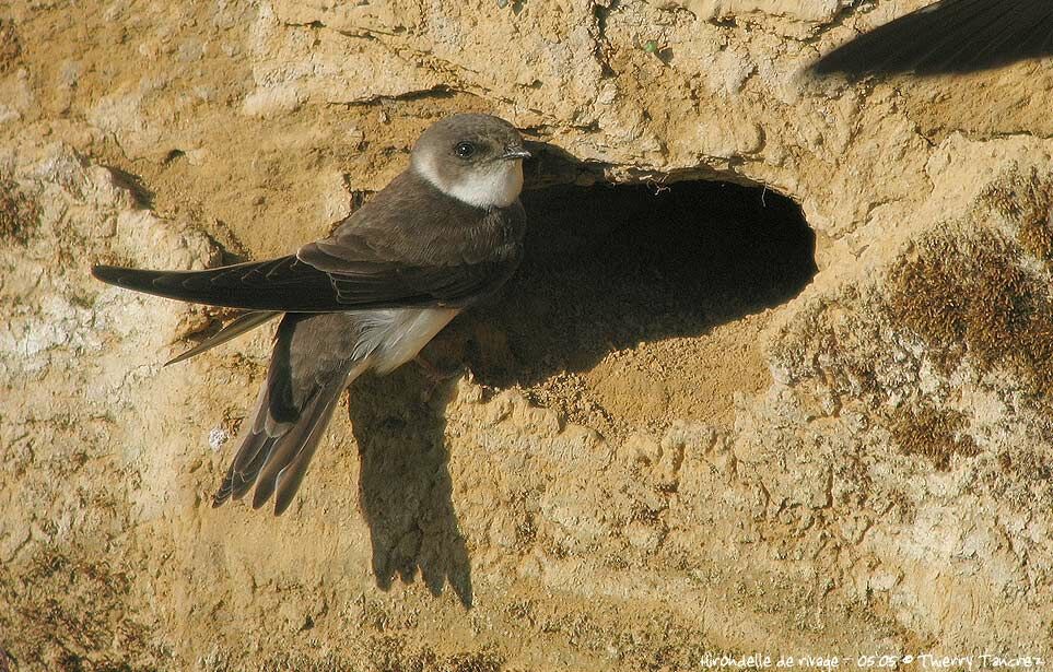 Sand Martin
