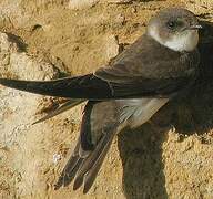 Sand Martin