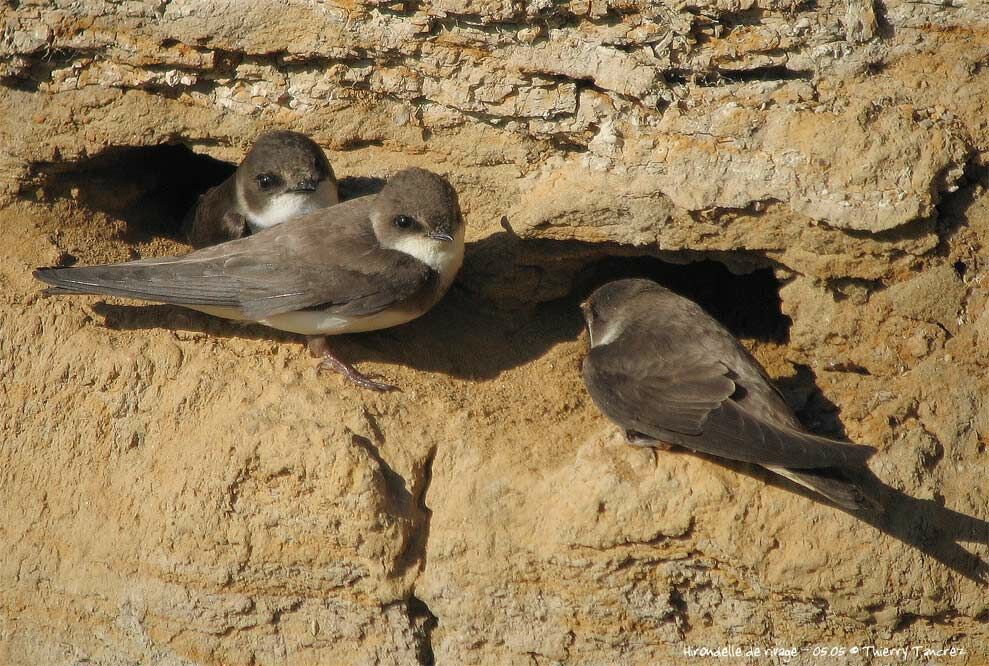 Sand Martin