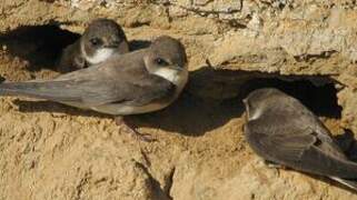 Sand Martin