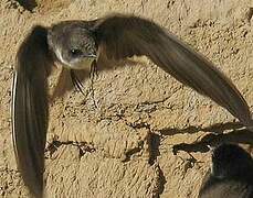 Sand Martin